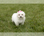 Small Photo #1 Bichon Frise Puppy For Sale in WOLCOTTVILLE, IN, USA