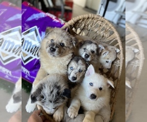 Australian Shepherd-Siberian Husky Mix Puppy for sale in MODESTO, CA, USA