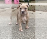 Small Photo #2 American Bully Puppy For Sale in ELLENWOOD, GA, USA