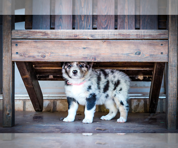 Medium Photo #9 Australian Shepherd Puppy For Sale in LUBBOCK, TX, USA