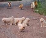 Small #1 Maremma Sheepdog