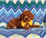 Small Photo #6 Cavapoo-Poodle (Toy) Mix Puppy For Sale in KIRKWOOD, PA, USA