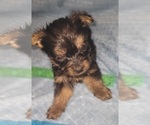 Small Photo #349 Yorkshire Terrier Puppy For Sale in AKRON, OH, USA