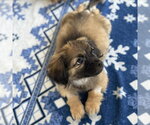 Small #2 Pekingese Mix