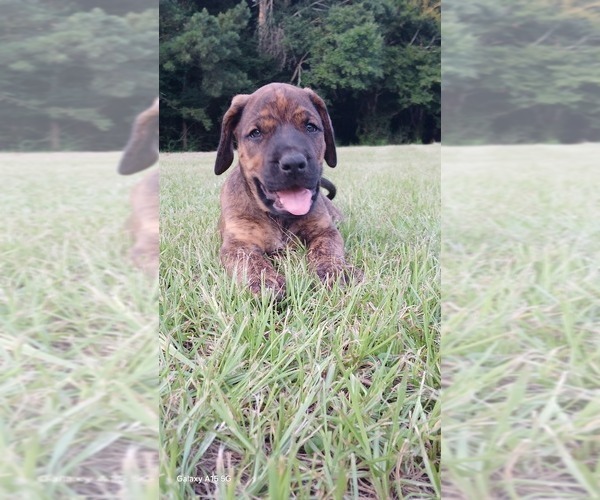 Medium Photo #35 Mastiff Puppy For Sale in BRANTLEY, AL, USA