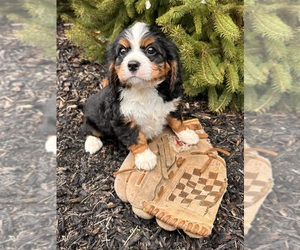 Bernese Mountain Dog-Cavalier King Charles Spaniel Mix Puppy for sale in MIDDLEBURY, IN, USA