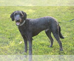 Small #2 Poodle (Standard) Mix