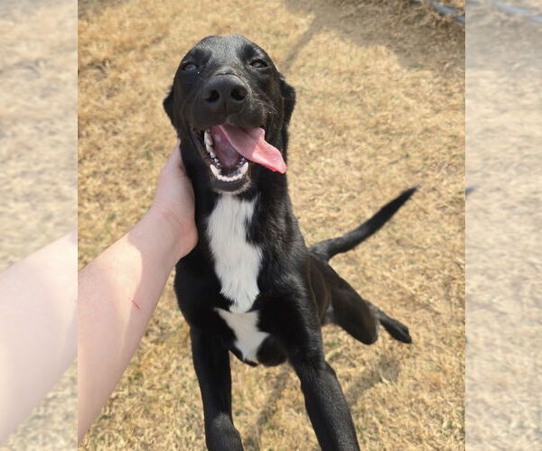 Medium Photo #4 Labrador Retriever-Unknown Mix Puppy For Sale in Boston, MA, USA