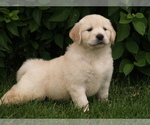 Small Photo #8 Golden Retriever Puppy For Sale in NUNN, CO, USA