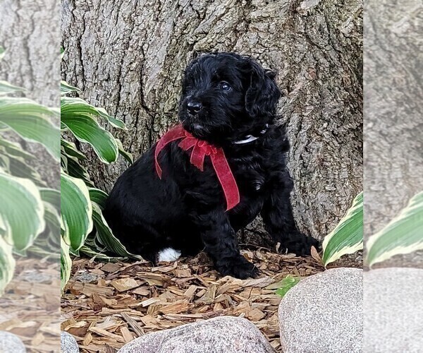 Medium Photo #2 Bernedoodle Puppy For Sale in OMAHA, NE, USA