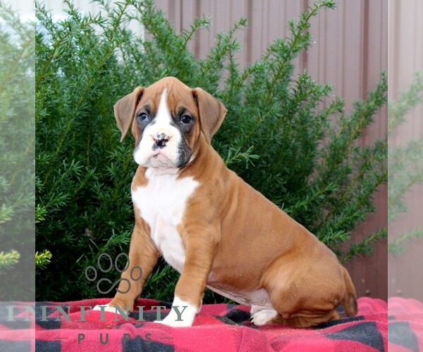 Medium Photo #1 Boxer Puppy For Sale in QUARRYVILLE, PA, USA