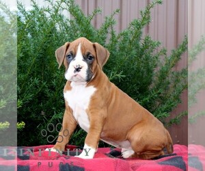 Boxer Puppy for sale in QUARRYVILLE, PA, USA