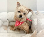 Small #1 Mutt