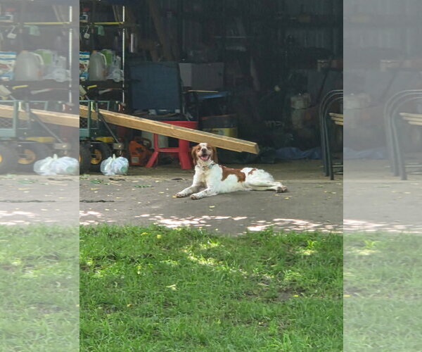 Medium Photo #3 - Mix Puppy For Sale in Curwensville, PA, USA