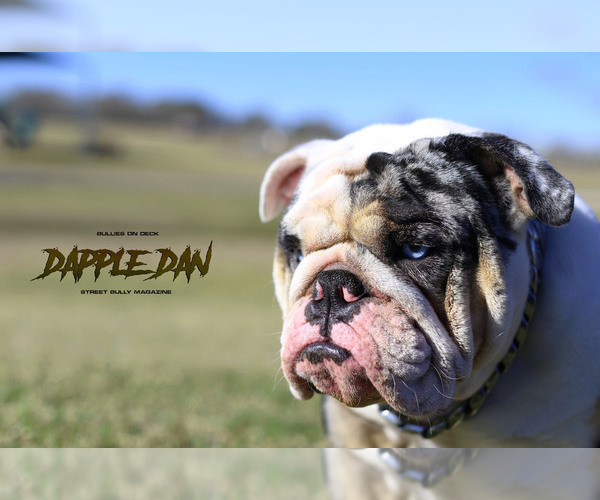 Medium Photo #2 Bulldog Puppy For Sale in HOUSTON, TX, USA