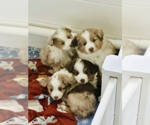 Miniature Australian Shepherd Litter for sale in ANTHONY, FL, USA