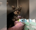 Small Photo #3 Yorkshire Terrier Puppy For Sale in VALRICO, FL, USA