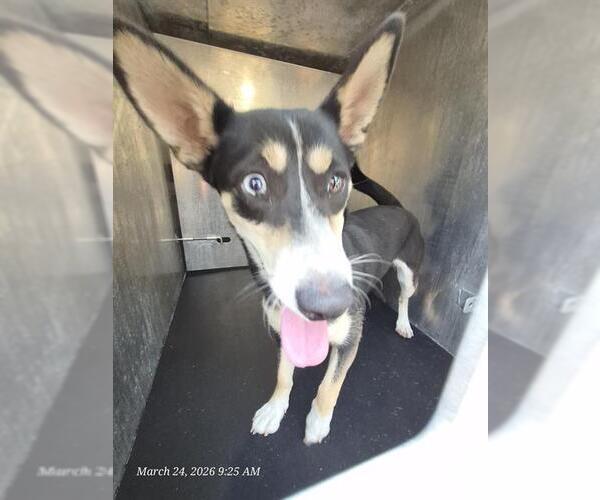 Medium Photo #1 Mutt Puppy For Sale in San Antonio, TX, USA