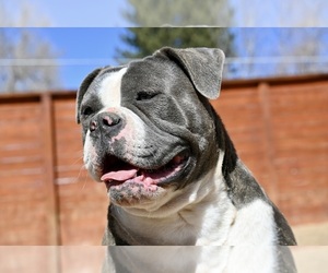 Olde English Bulldogge Dogs for adoption in DENVER, CO, USA