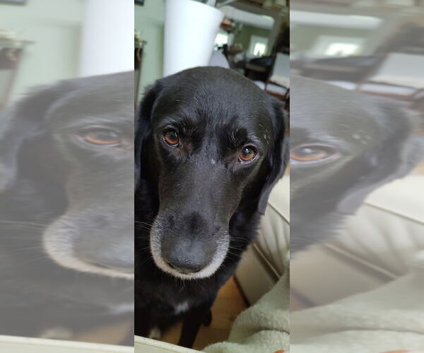 Medium Photo #3 Labrachow Puppy For Sale in Brewster, NY, USA