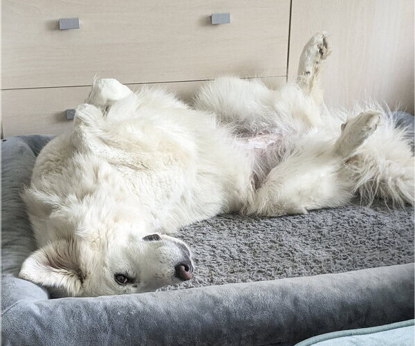 Medium Photo #9 Great Pyrenees Puppy For Sale in Spring, TX, USA