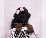 Small #1 Poodle (Toy)