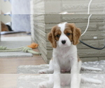 Small Photo #9 Cavalier King Charles Spaniel Puppy For Sale in FAIR OAKS, CA, USA