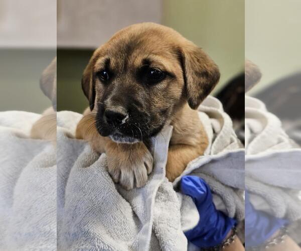 Medium Photo #1 Mutt Puppy For Sale in Rockwall, TX, USA