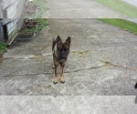 Small Photo #1 German Shepherd Dog Puppy For Sale in SEAMAN, OH, USA