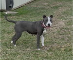 Small #3 American Pit Bull Terrier-American Staffordshire Terrier Mix