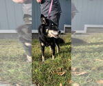 Small #2 Mutt