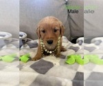 Puppy Glacier Golden Retriever