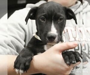 Border Collie-Unknown Mix Dogs for adoption in Washington, DC, USA