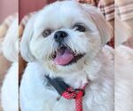 Small #7 Shih Tzu