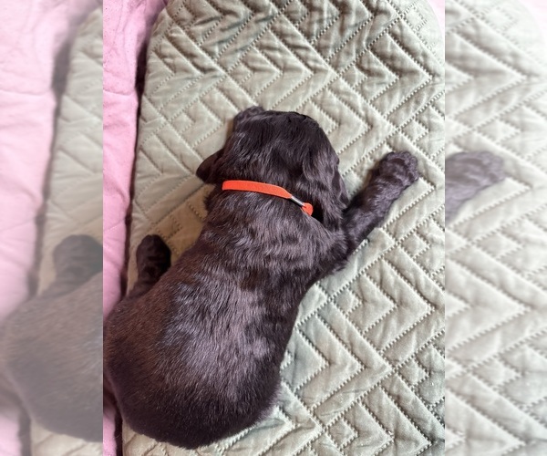 Medium Photo #2 Saint Berdoodle Puppy For Sale in HOMOSASSA, FL, USA