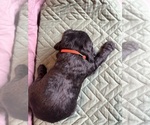 Small Photo #11 Saint Berdoodle Puppy For Sale in HOMOSASSA, FL, USA