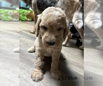 Puppy 9 Goldendoodle