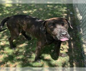 Labrador Retriever-Unknown Mix Dogs for adoption in Texas City, TX, USA