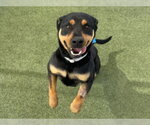 Small #1 Rottweiler