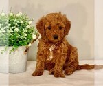 Small Photo #5 Goldendoodle-Poodle (Miniature) Mix Puppy For Sale in NEWPORT, PA, USA