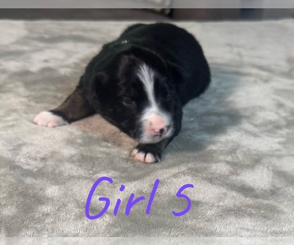 Medium Photo #22 Australian Shepherd Puppy For Sale in SALISBURY, NC, USA