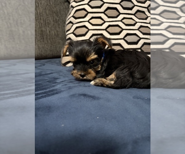 Medium Photo #8 Yorkshire Terrier Puppy For Sale in PORTLAND, OR, USA