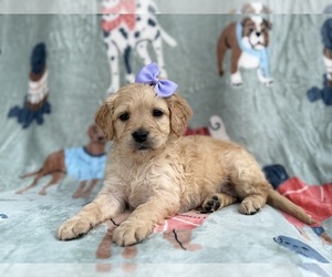 Goldendoodle Puppy for sale in LAKELAND, FL, USA