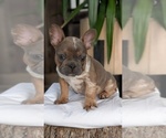Small Photo #18 French Bulldog Puppy For Sale in GOSHEN, IN, USA