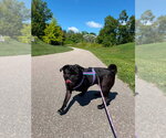 Small #1 Pug