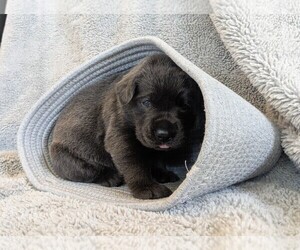 Labrador Retriever Puppy for sale in PALMYRA, VA, USA