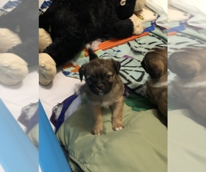 Lhasalier Puppy for sale in RICHARDTON, ND, USA