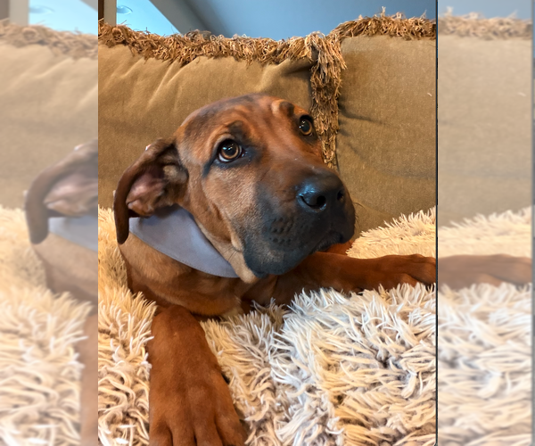 Medium Photo #1 Mutt Puppy For Sale in Goodyear, AZ, USA