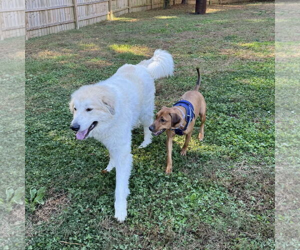 Medium Photo #7 Labrador Retriever-Unknown Mix Puppy For Sale in Spring Lake, NC, USA
