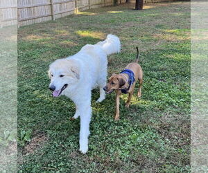 Laia - Female Labrador Retriever-Unknown Mix Dog for Adoption - Photo #7